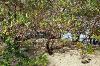 mangrove-forest-in-uae-ePathram