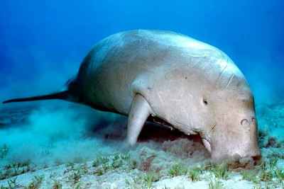 sea-cow-dugong-ePathram