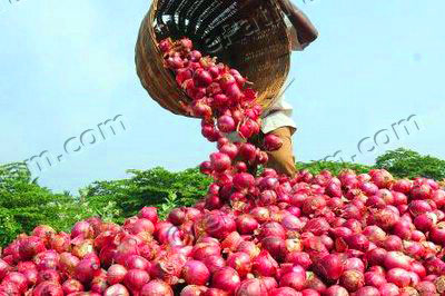 onion-india-epathram