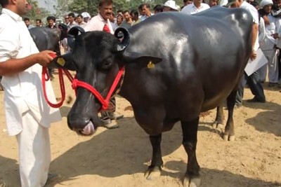 yuvraj-meerut-cattle-fair-epathram