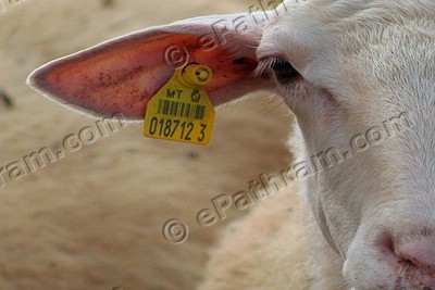 identification-number-tag-for-cow-ePathram