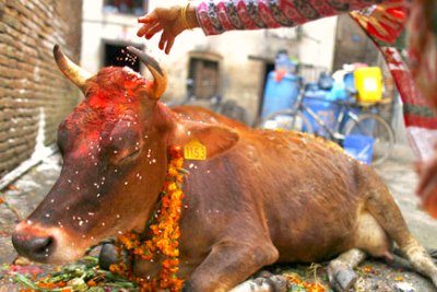 narendra-modi-government-plans-on-introducing-a-cow-ministry-ePathram