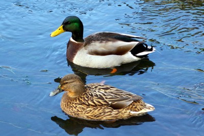 ducks-raise-oxygen-level-in-water-says-biplab-kumar-deb-ePathram