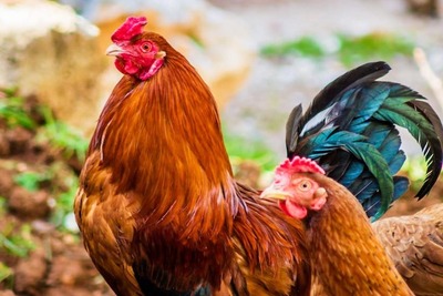 chicken-is-treated-as-animal-gujarat-government-told-to-the-high-court-ePathram