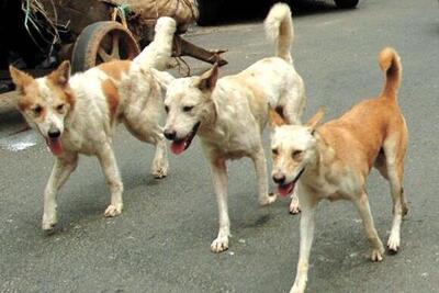 anti-rabies-vaccine-supreme-court-modified-previous-order-street-dogs-issue-ePathram