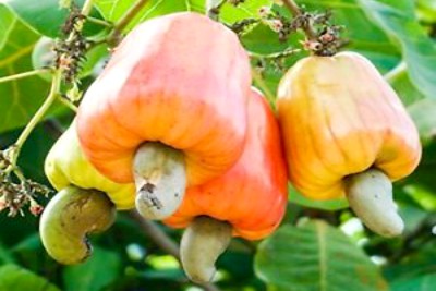 cashew-nut-fruit-mango-ePathram