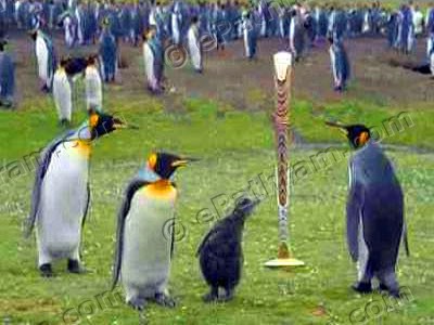 cwg-baton-falkland-penguins-epathram