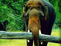 elephant-kerala