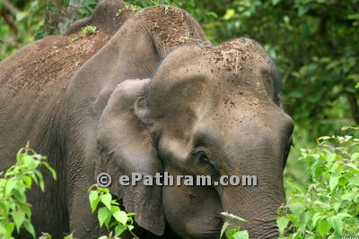 elephant-epathram