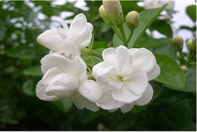 jasmine-flower-price-hike-ePathram