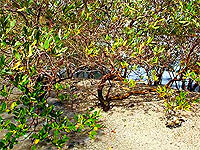 mangrove-forest-epathram