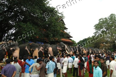 vadakkumnatha-temple-elephants-epathram