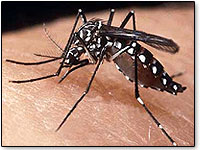 zika_virus-spreading-mosquito-ePathram
