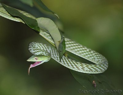 green-snake-epathram