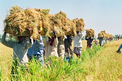 kerala-women-carrying-harvest-epathram