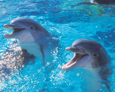dolphins-epathram