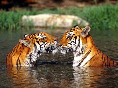 indian-tigers-epathram
