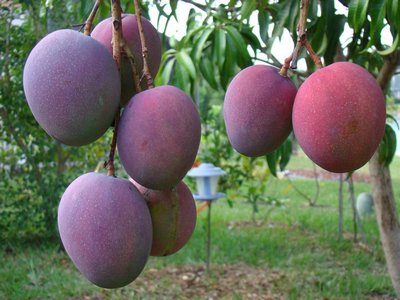 mango-epathram