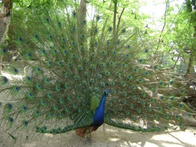 peacock-dubai zoo-epathram