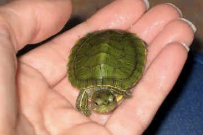 turtle-epathram