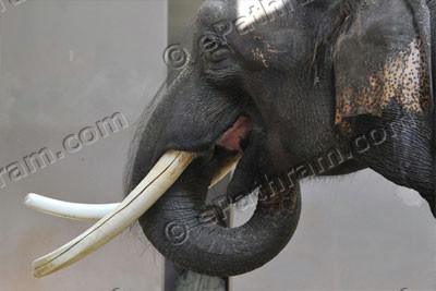 koshik-talking-elephant-epathram
