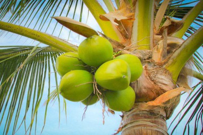 coconut-tree-ePathram